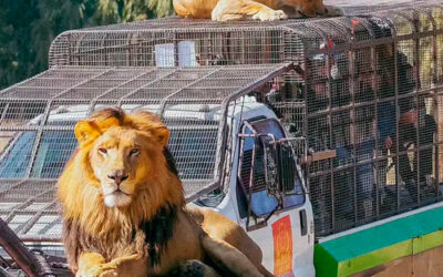 Servicios Tranfers 46 Tour Parque Safari Chile